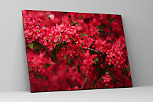 Obraz Rozkvitnutá vetvička 1409